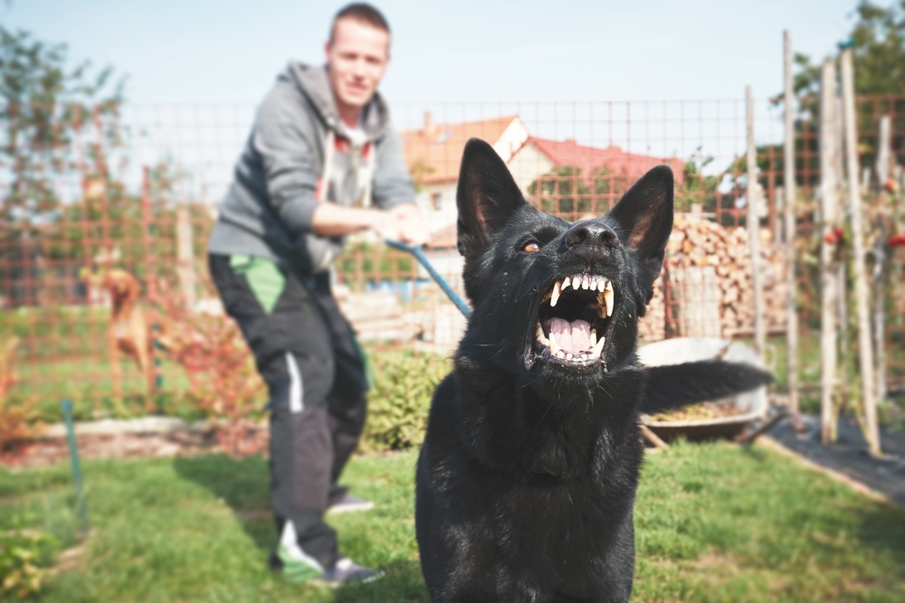 Philadelphia Dog Bites to Children Accident Lawyer 